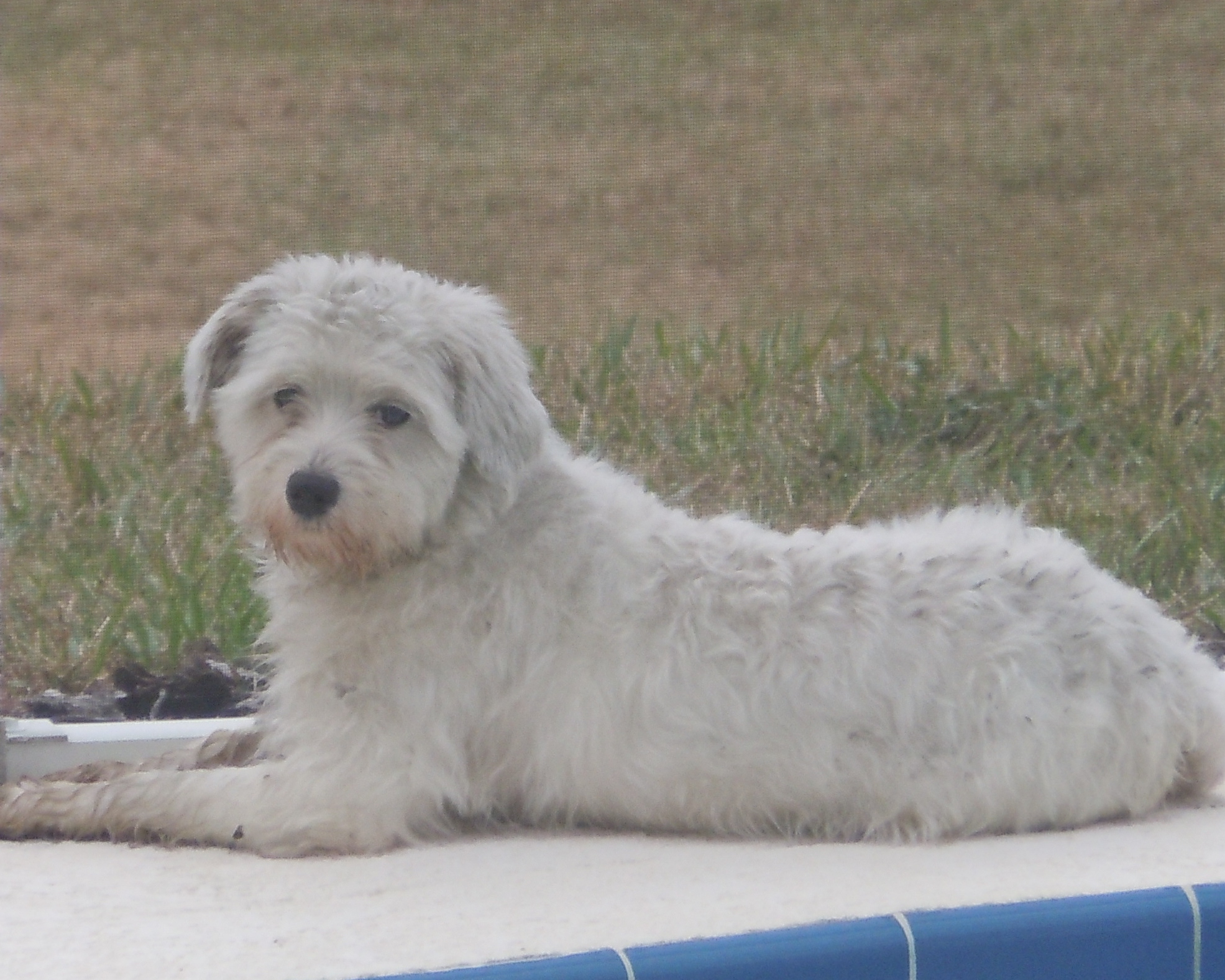 Meet Maggy